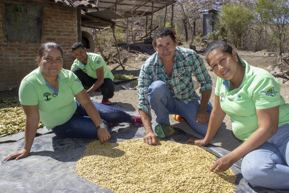 Photo of staff sorting seeds in the CommuniTree Carbon Program. 