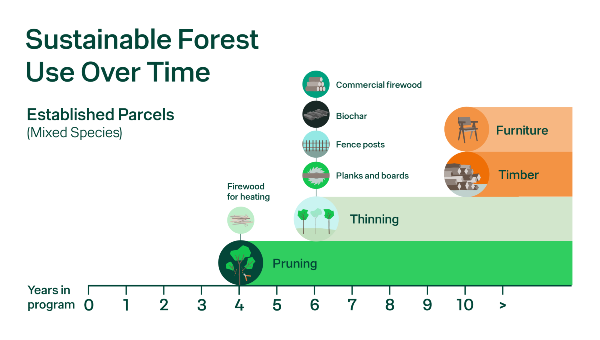A diagram titled Sustainable Forest Use Over Time - Established Parcels (Mixed Species). Along the bottom it says 'years in program'. At year four it says pruning and this leads to an illustration of firewood for heating. At year six it says thinning and this leads to illustrations labelled planks and boards, fence posts, biochar and commercial firewood. At year 10 it says timber and furniture.